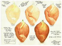 Onion Watercolor Exercise, by Vorobik